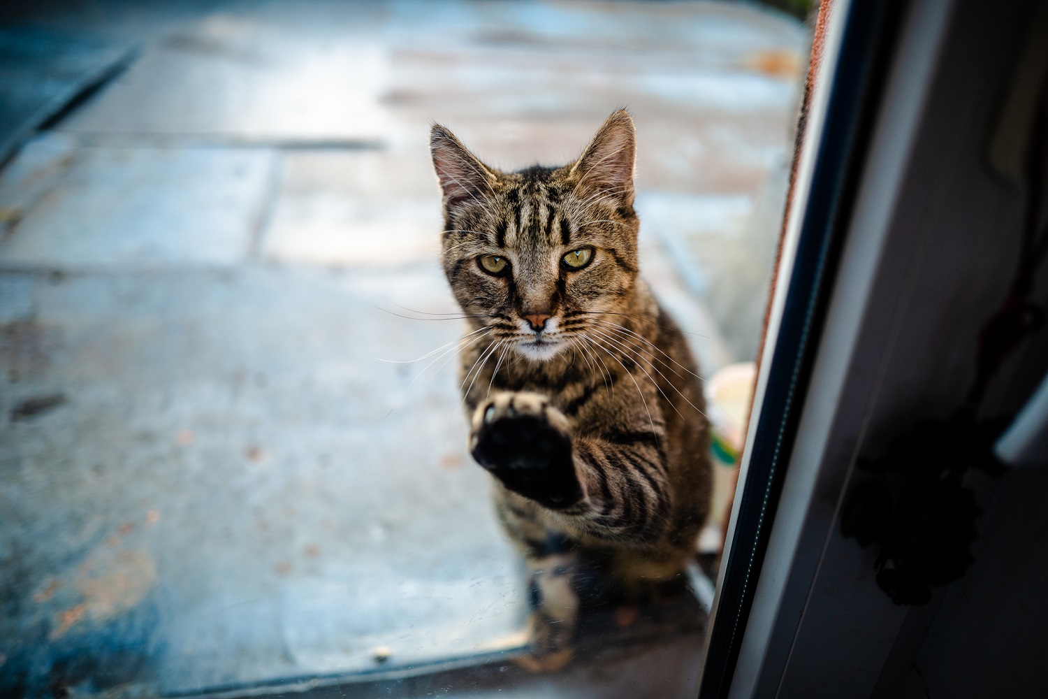 Katze zerkratzt Fenster